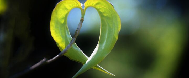 Mitgefühlsmeditation: Sanfte innere Stärkung